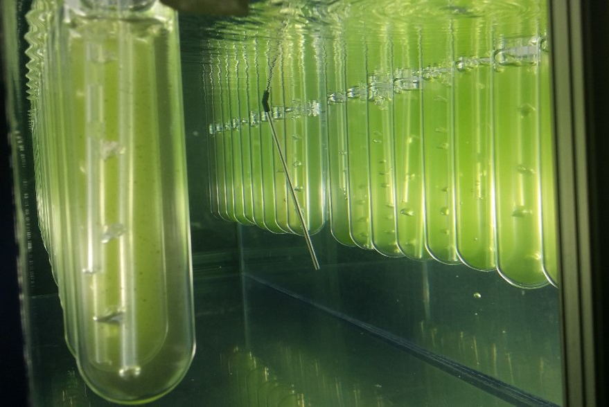 Refining The Process Of Identifying Algae Biotechnology Candidates - Doe  Joint Genome Institute