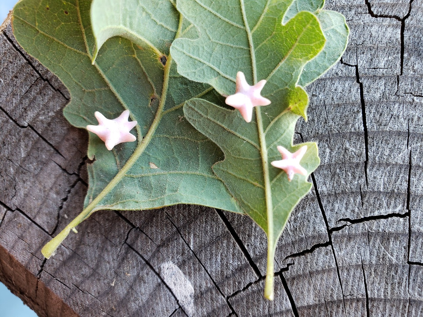 Three Urchin galls — small, pink, star-shaped — on oak leaves atop a stump