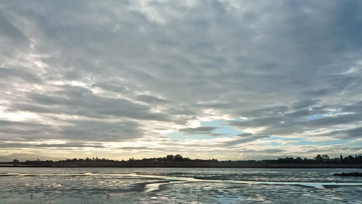 a wet marshland under a cloudy morning sky