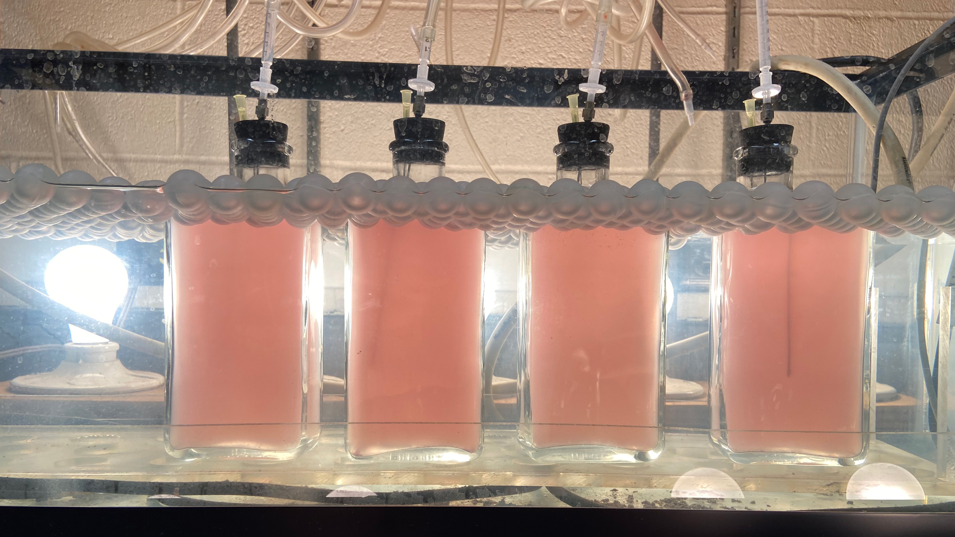 A lab set up where 4 vials of pinkish liquid contain bacterial cultures.