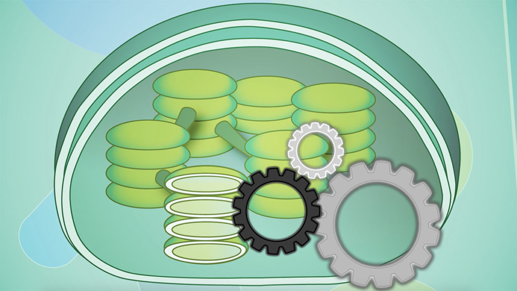 artificial green chloroplasts in a circle