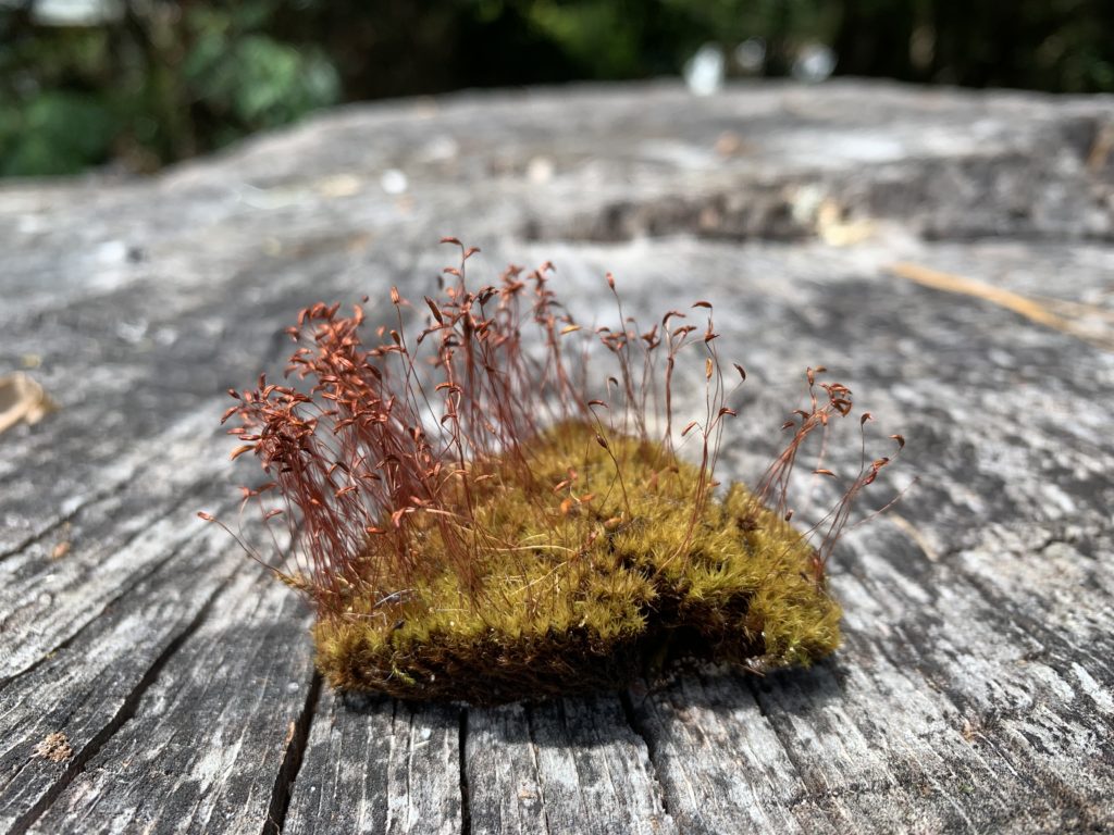 A small clump of green moss with rusty red tendrils extending vertically.