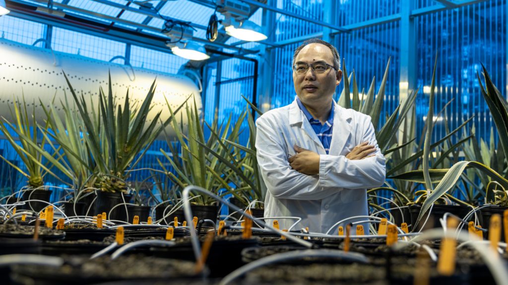 A researcher stands in front of spiky agave plants in a greenhouse.