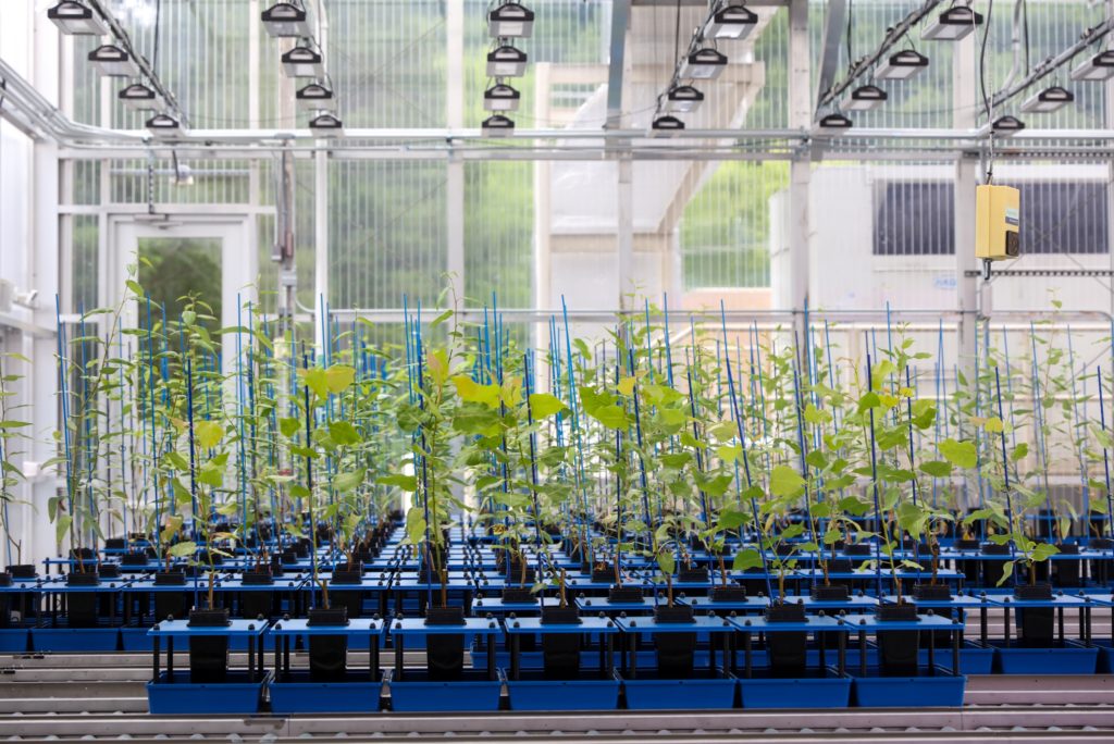 A greenhouse filled with rows of green plants.