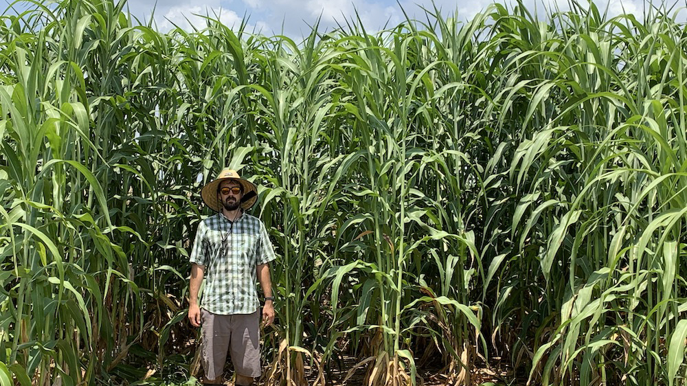 A researcher stands in a field of sorghum much taller than he is. 