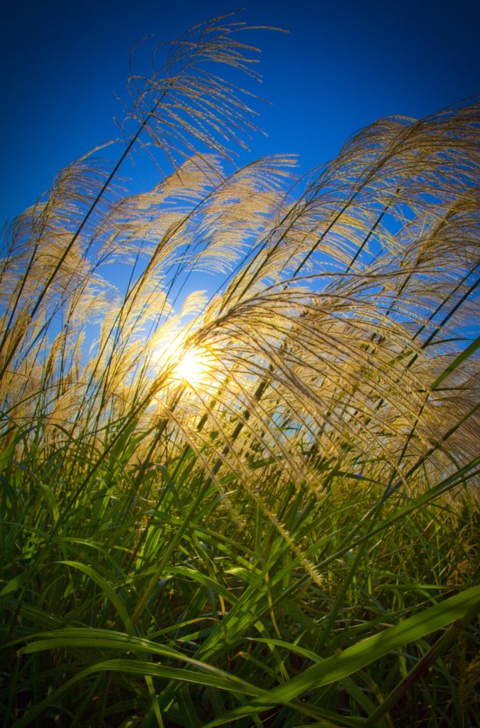 Green grass with golden tops blows in wind against a blue sky,