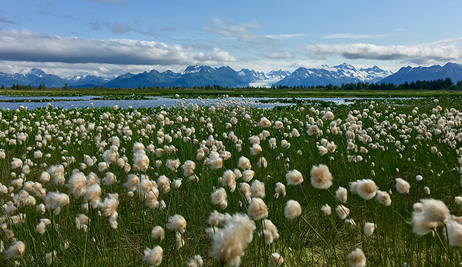 a mountain landscape sits in the backdrop, behind a pond with long grass and white tuffs in the forefront