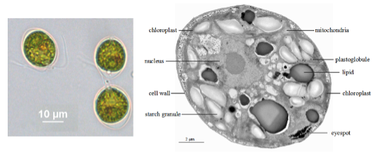 Alga under a microscope