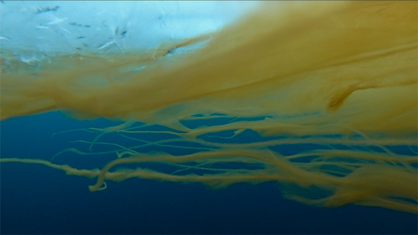 An view of sea ice underwater