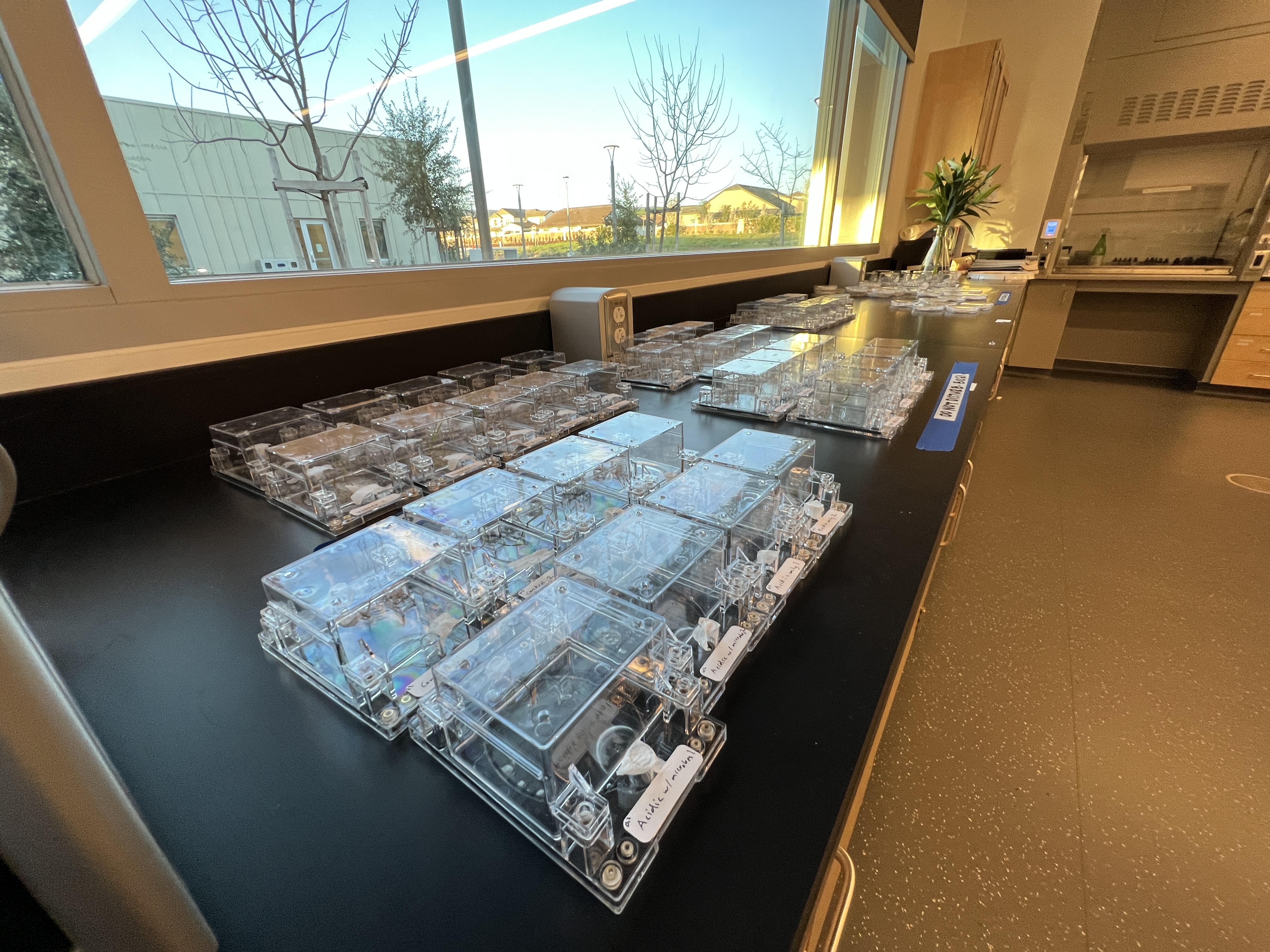 An array of growth chambers sit on a lab table for student experiments.