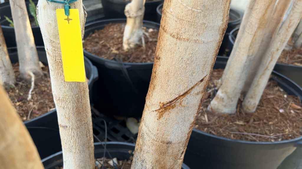 A rubber tree, with a tan trunk, slashed across its exterior to tap it for latex.