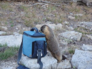 A small, grey brown rodent stands up on its hind legs to sniff a cooler.