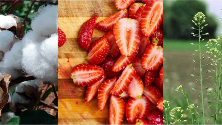 a picture of cotton growing in the wild, cut up strawberries on a cutting board, and camelina grass growing in the wild