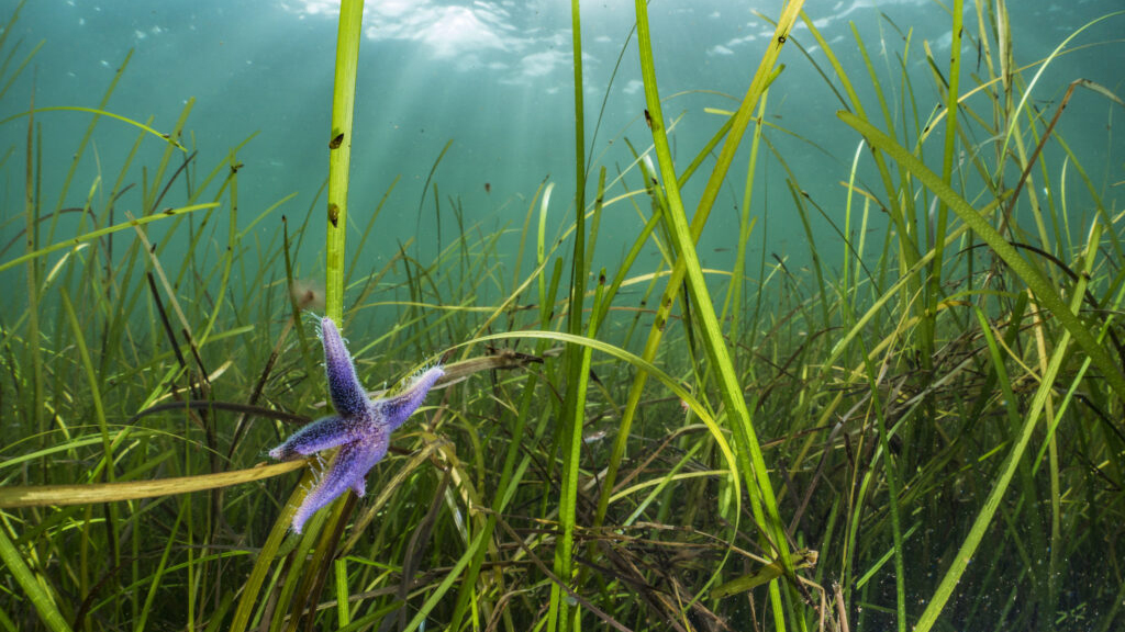 Pictured is an eelgrass habitat off the coast of the Western Baltic Sea, Falckenstein, at three metres deep. There is a purple starfish in the bottom left corner. 