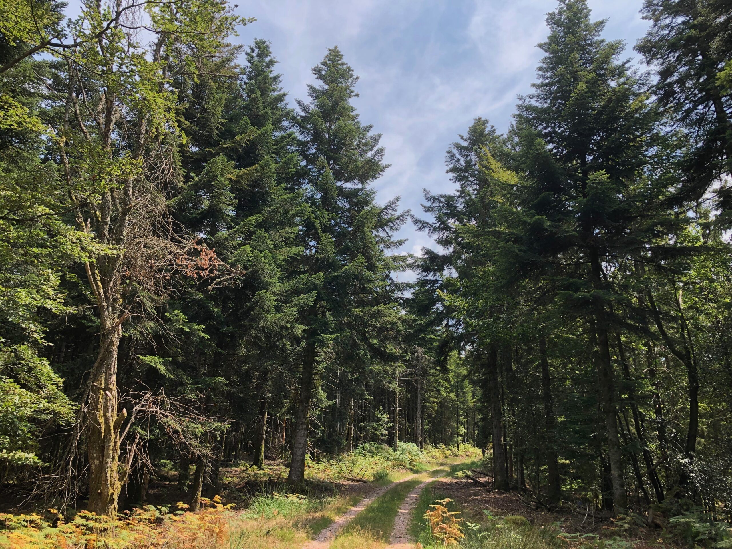 A dirt path runs through a large grove of evergreen trees on a sunny day.