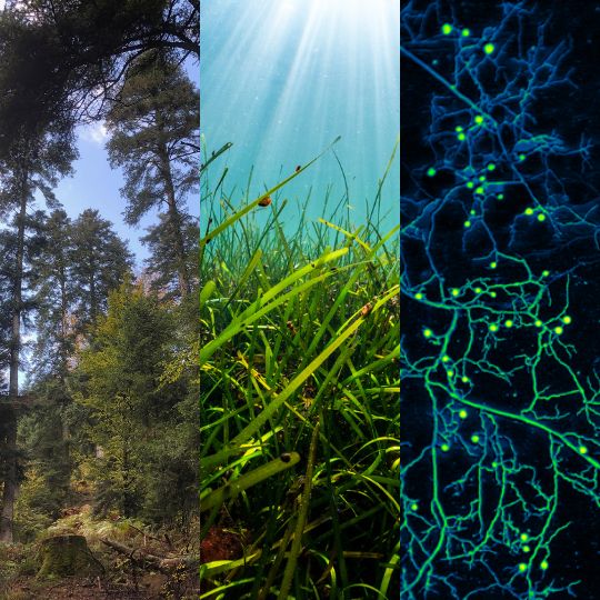 A composite image consisting of three vertical sections. The left section shows a dense forest with tall trees and greenery. The middle section depicts an underwater scene with sunlight streaming through the water and illuminating green seagrass. The right section displays a microscopic view of a network of fungi and plant roots with bright, glowing nodes connected by thin filaments.