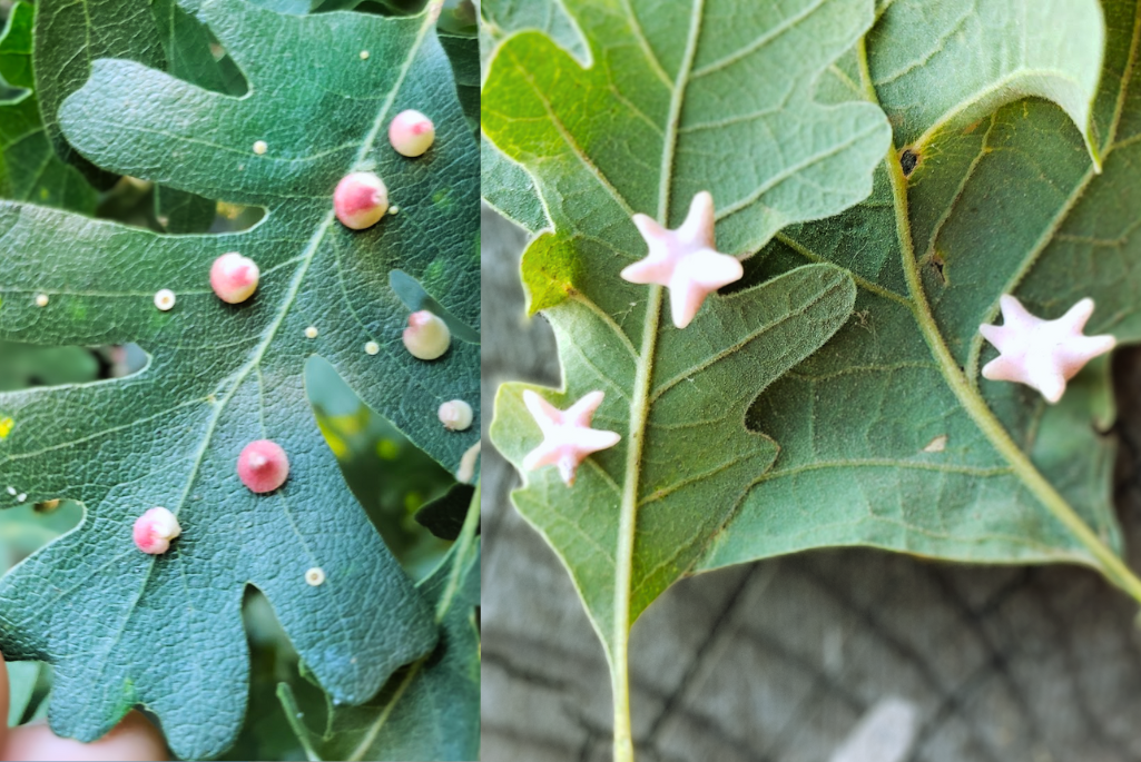 A close-up of oak leaves with small, round pink galls on the left and star-shaped pink galls on the right.