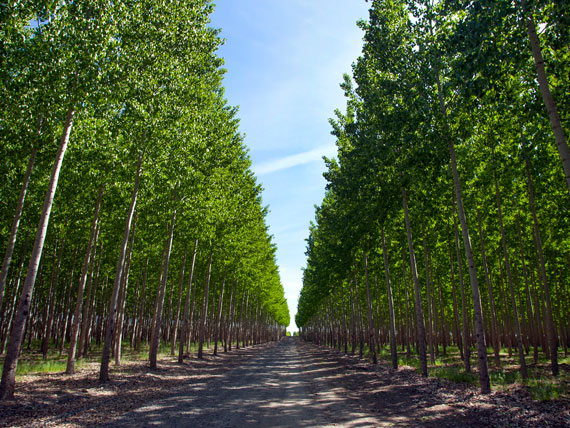 road lined with poplars on either side and a V shaped sliver of blue sky in the center