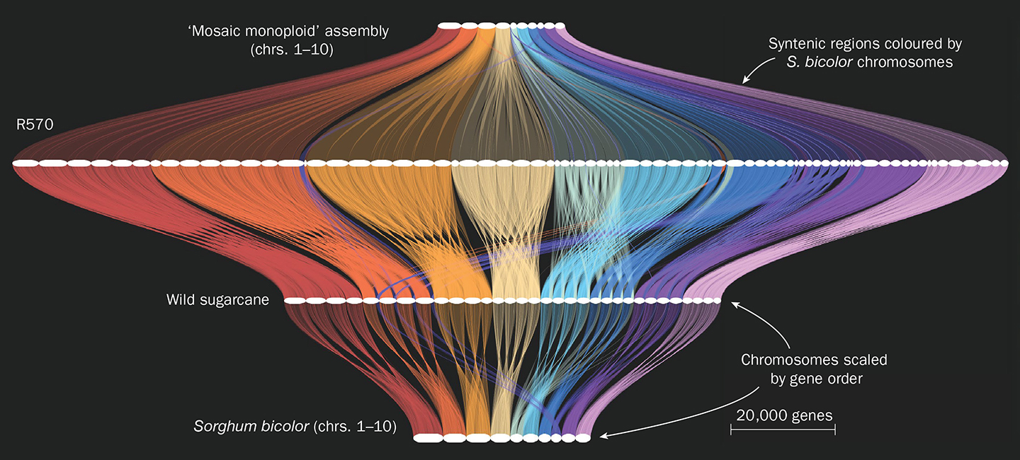 Colorful gene order map that compares genome assemblies among related plant species.