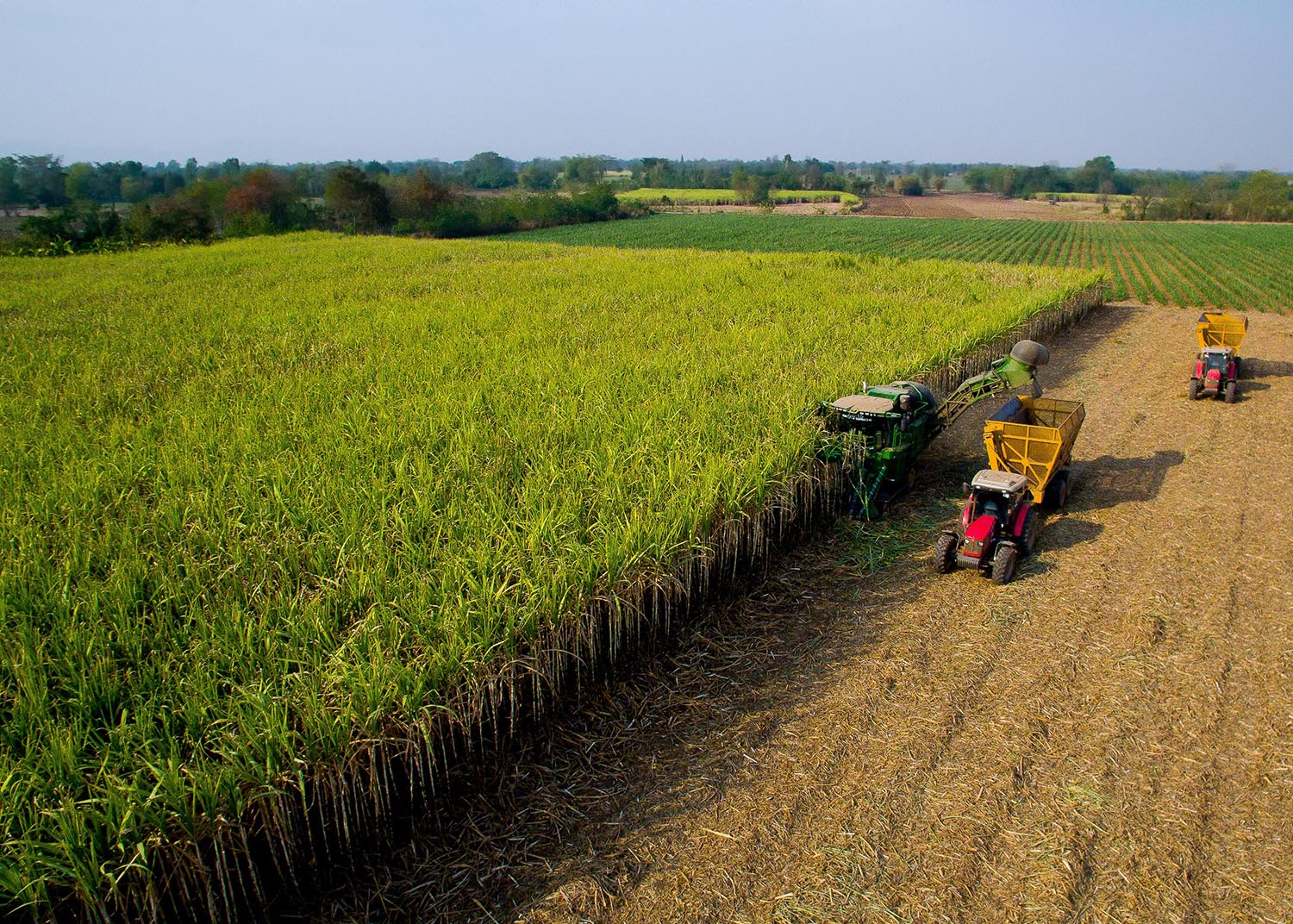 sugarcane being harvested in a field