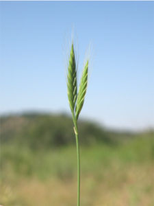 image of a plant