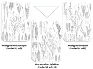 a drawing of different plants