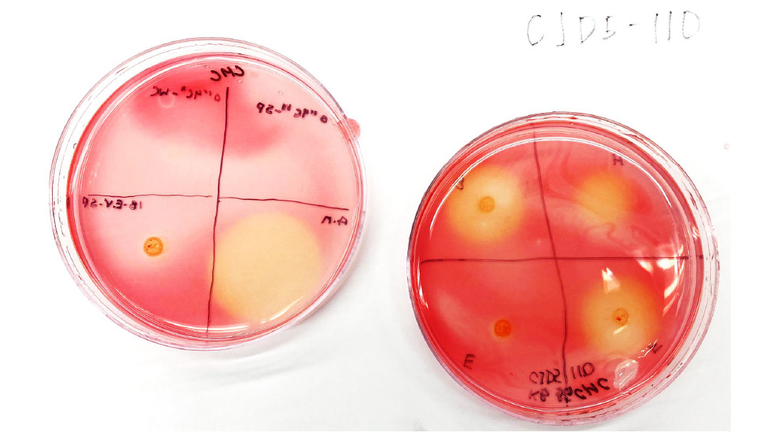 Petri dishes with pale yellow microbial colonies growing on pink gel. 