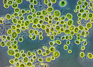 Microscopic view of green algae cells with bright green interiors on a bluish background.