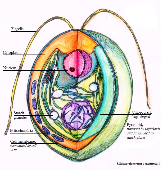 an illlustrated cross section labels the flagella, cytoplasm, nucleus, starch granules, mitochondria, cell membrane, chloroplast and pyranoid