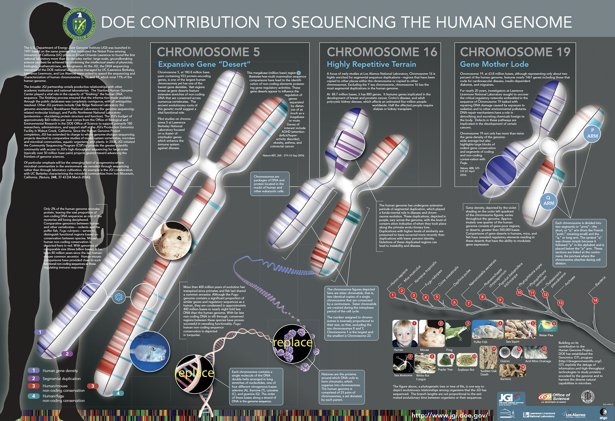 A detailed poster from the department of energy about the sequencing of the human genome