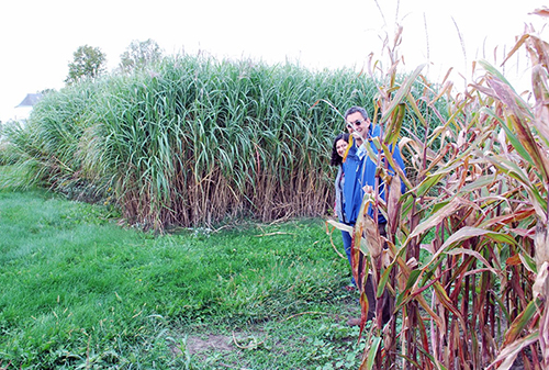 Two people stand behind tall plants with a backdrop of tall MIscanthus grass and an overcast sky.