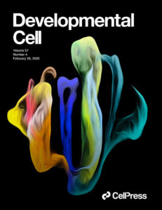 Developmental Cell journal cover with colorful UMAP image of root cell atlas