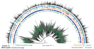 Strip charts around a phylogenetic tree provide information about bacterial and archaeal orders.