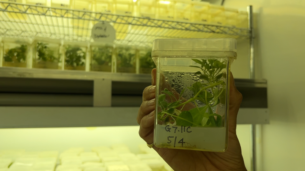 A small green plant grows in see-through jelly at the bottom of a plastic container.