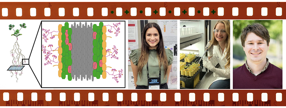 In a filmstrip frame from left to right: Illustration of plant-fungal interactions followed by headshots of the co-first authors and a senior author of the paper.