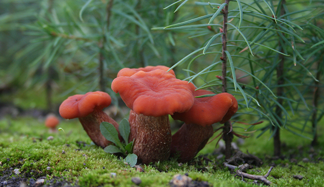 a cluster of stout orange fungi against a forest background