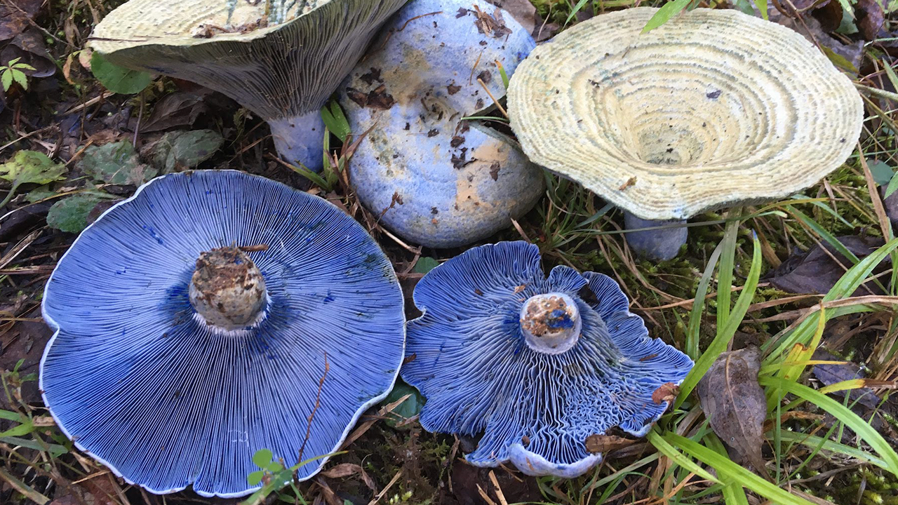 a close up of indigo mushrooms on grass