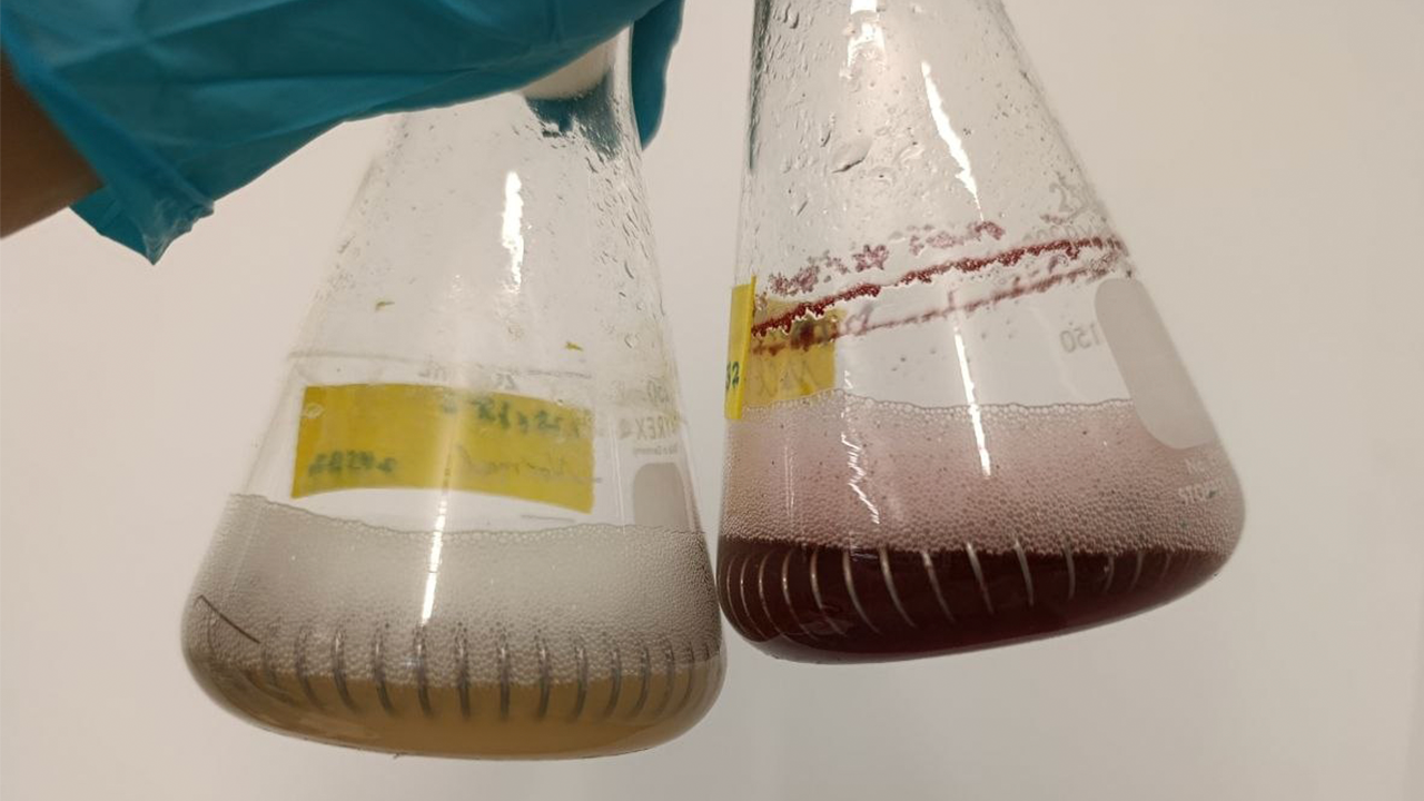 Two flasks with light brown and dark red liquids, held by a blue glove.