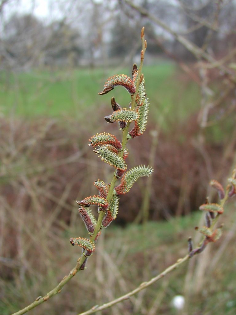 male willow shrub