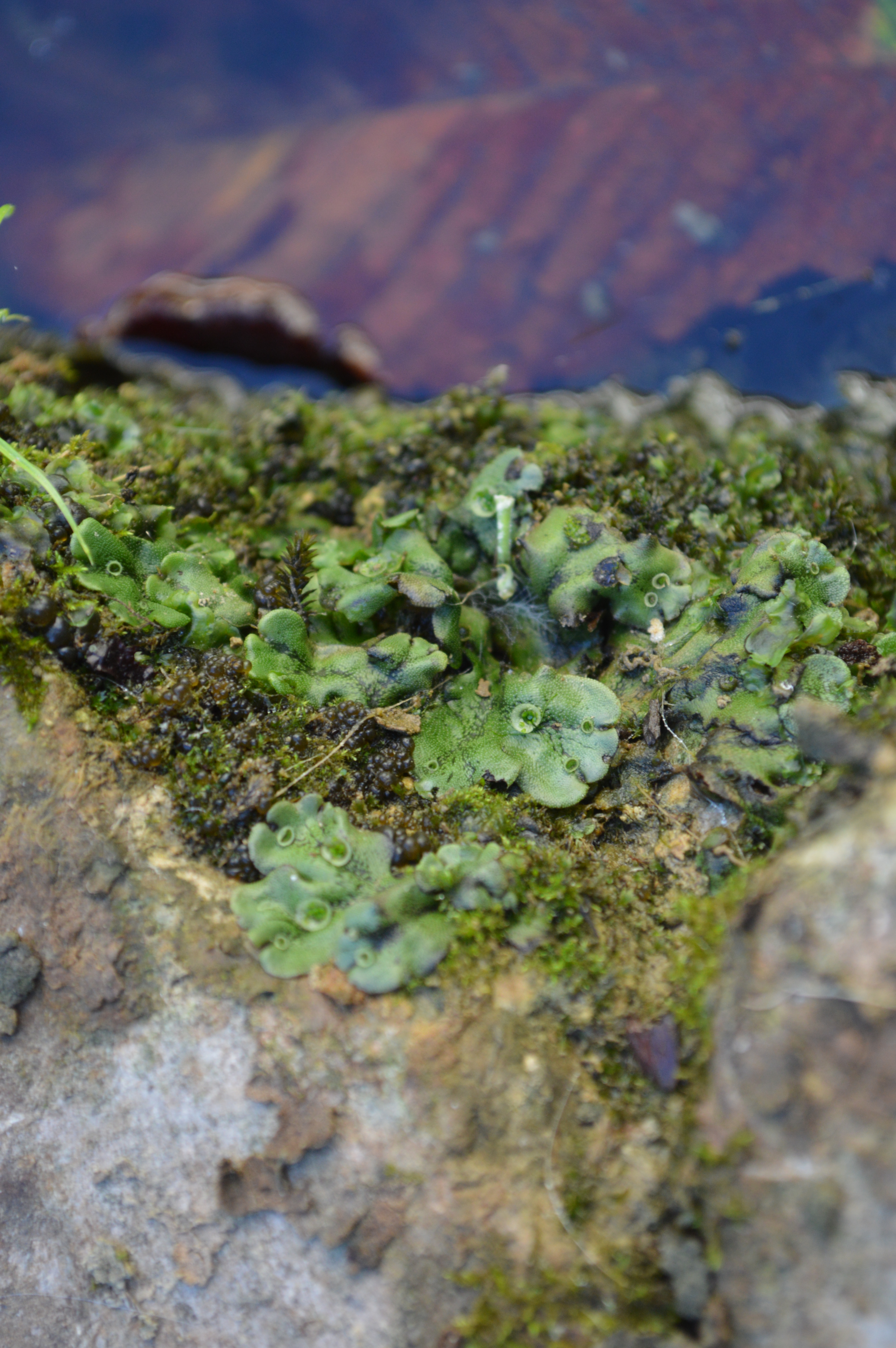 a sample of a plant on a rock