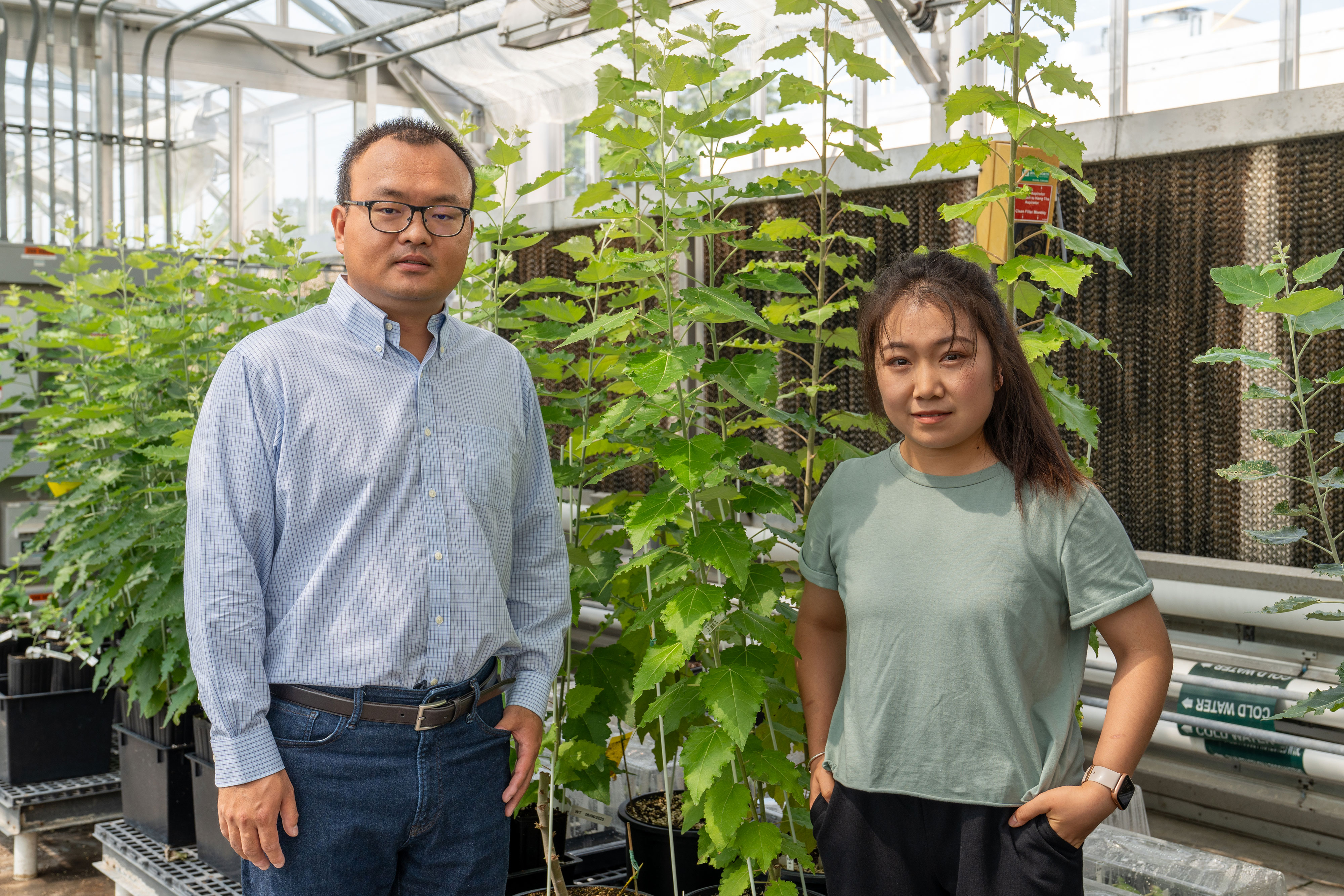Two people stand in front of poplar plants in a greenhouse
