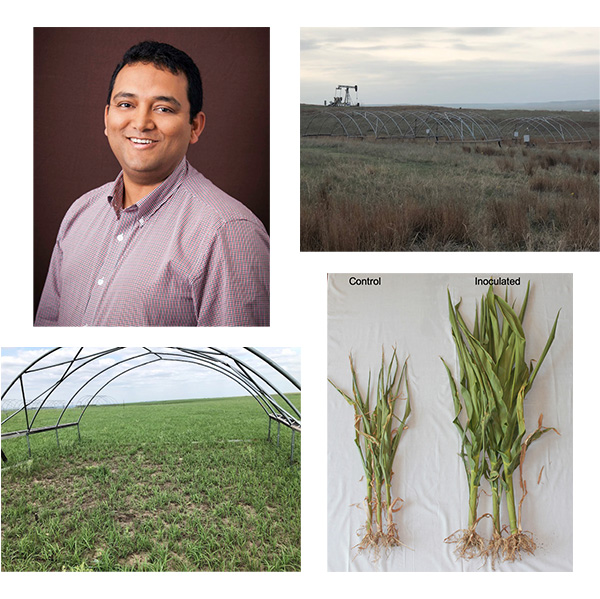 A photo collage of a researcher's headshot, midwestern landscapes, and maize samples.