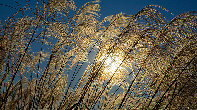 Tall Miscanthus grasses illuminated by sunlight against a blue sky.