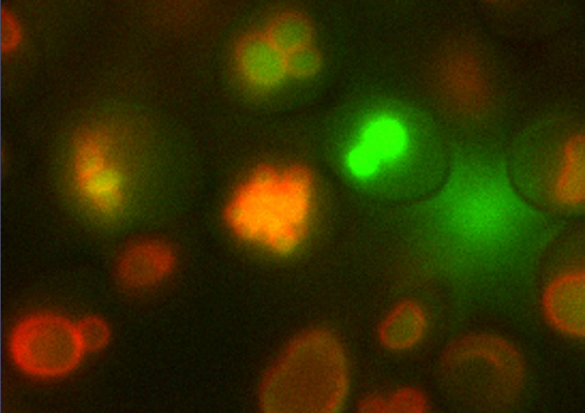 Microscopic view of fluorescently stained cells in green and red.
