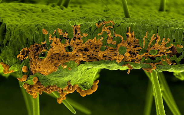 image of fungus on a leaf