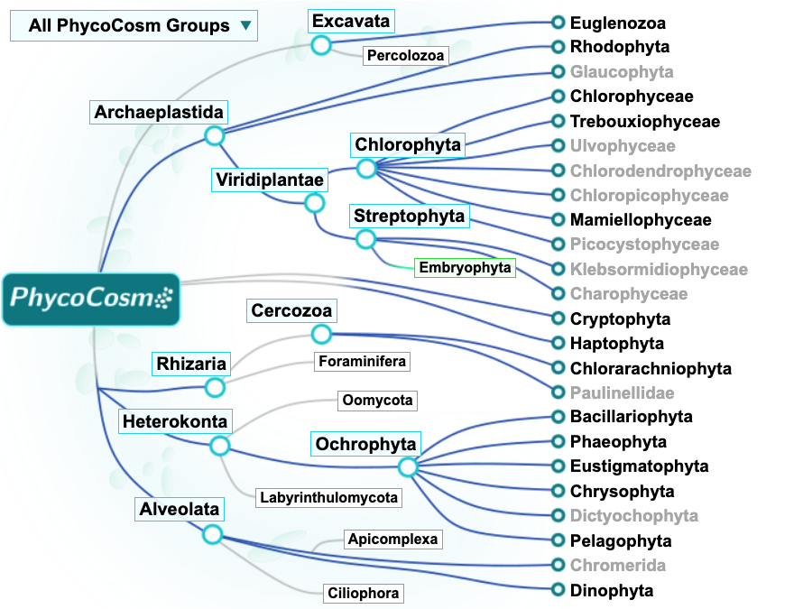 A phylogenetic tree diagram of algal genomes showing relationships among several groups.