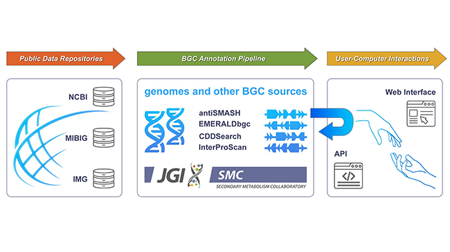 Graphic shows the Secondary Metabolism Collaboratory data flow from public repositories to users.