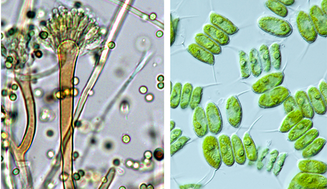 two separate microscopic images, one of fungi and the other of algae