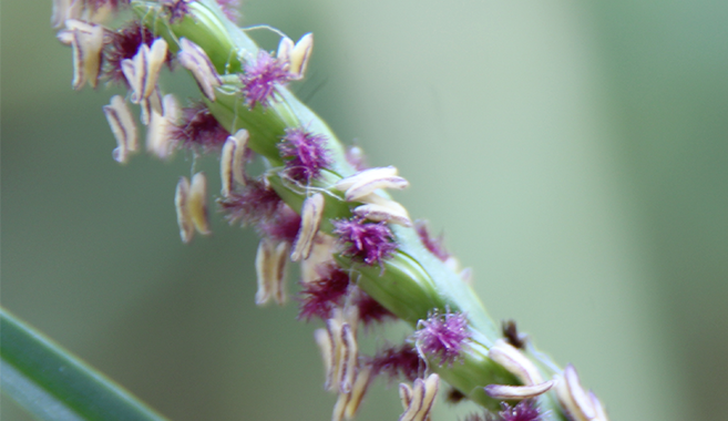 a close up image of a plant with purple flowers and white seeds