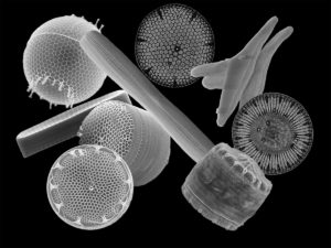 An electron micgrograph of diatoms